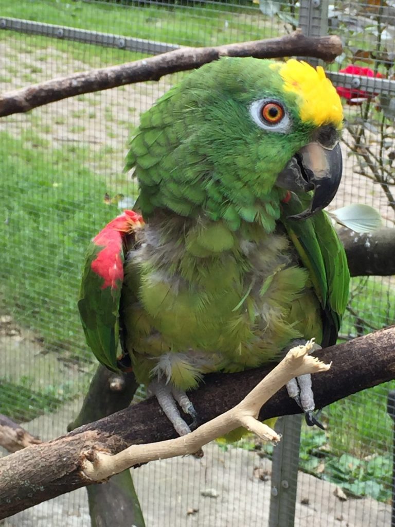 Ein Papagei während einer Tierkommunikation