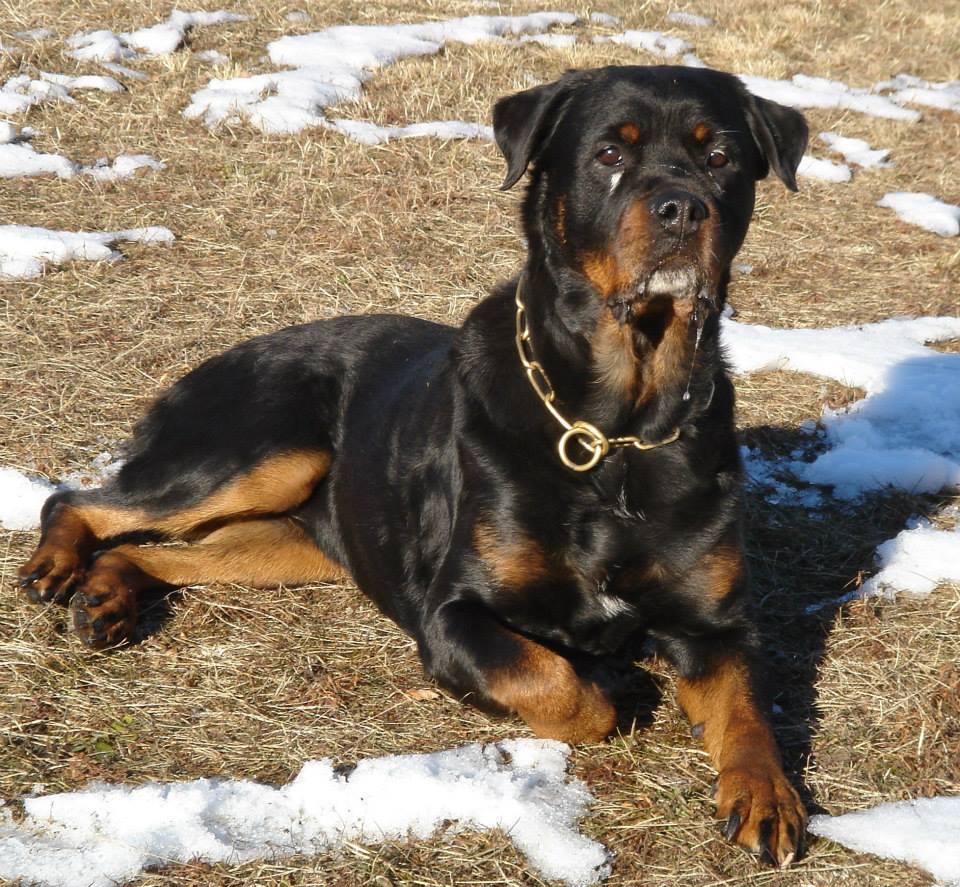 Ein Rottweiler liegt entspannt auf der Wiese im Winter